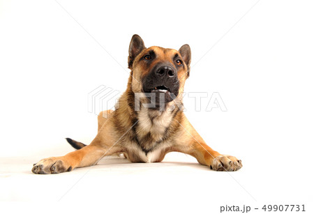guard dog 49907731