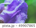 Abstraction blue iris flower after rain pastel  49907865