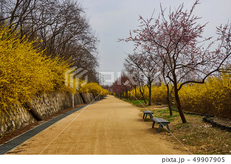 春 花 公園 49907905