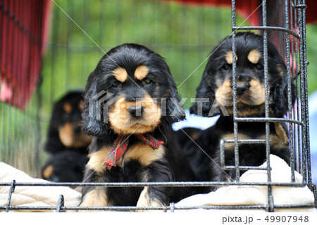 puppies cockers spaniel puppies cockers spaniel 49907948