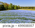 お花畑（ネモフィラ） 49908007