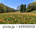 お花畑（ポピー） 49908008