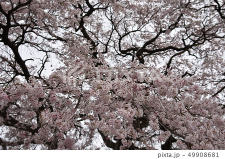 芳水の桜 芳水の桜 49908681