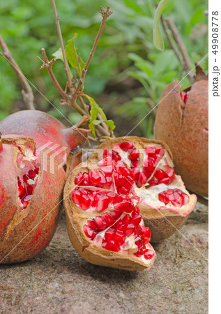 ザクロの実 学名 Punica Granatum の写真素材 49908778 Pixta