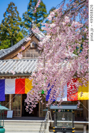 桜が満開の三千院の写真素材