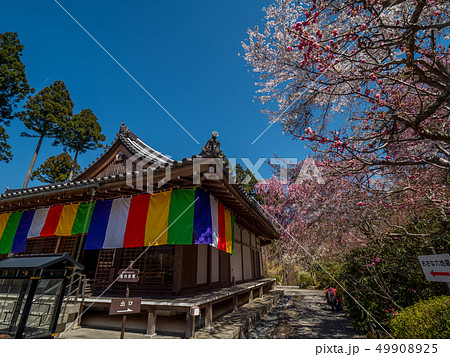 桜が満開の三千院 桜が満開の三千院 49908925