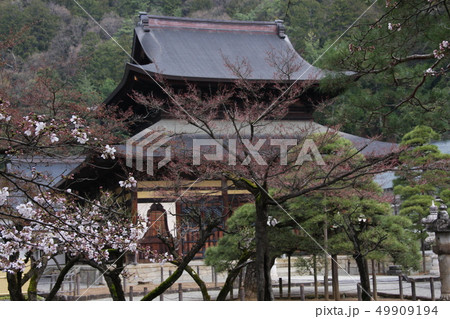 サクラ咲く向嶽寺の春[甲州市　塩山] 49909194
