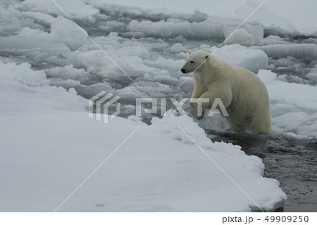 Polar bear walking on the ice in Arctic. Polar bear walking on the ice in Arctic. 49909250