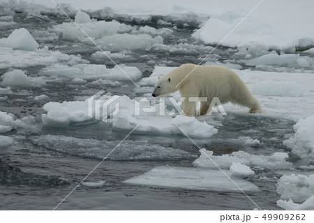 Polar bear walking on the ice in Arctic. 49909262