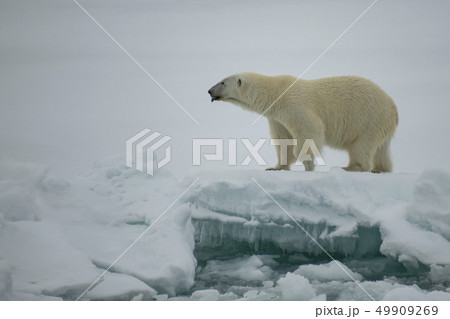 Polar bear walking on the ice in Arctic. Polar bear walking on the ice in Arctic. 49909269