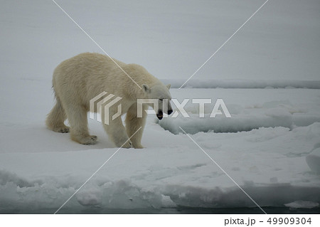Polar bear walking on the ice in Arctic. 49909304