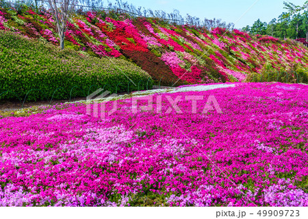 松本ツツジ園の芝桜 【長崎県大村市】 松本ツツジ園の芝桜 【長崎県大村市】 49909723