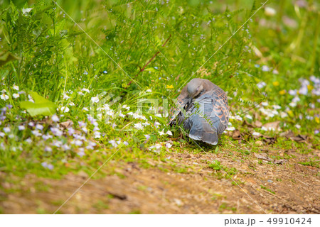 キジバト 日向ぼっこ キジバト 日向ぼっこ 49910424
