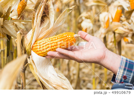 Hand or Male or Man Farmer holding or Harvesting 49910679