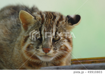 かわいいツシマヤマネコの写真素材