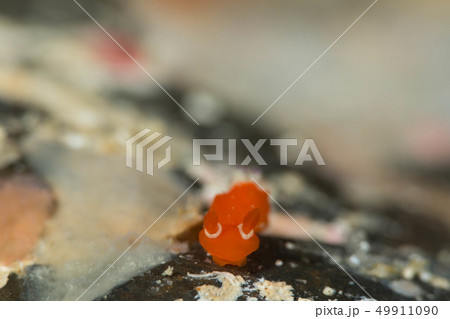アカズキンリュウグウウミウシ アカズキンリュウグウウミウシ 49911090