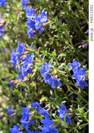 ミヤマホタルカズラ ミヤマホタルカズラ 49911092