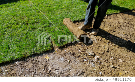 Gardener applying turfof roll green lawn grass Gardener applying turfof roll green lawn grass 49911170