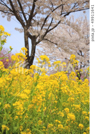 菜の花(赤城南面千本桜) 菜の花(赤城南面千本桜) 49911641
