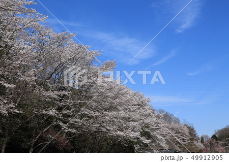 桜・近江富士花緑公園 桜・近江富士花緑公園 49912905