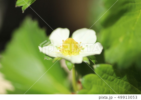 いちごの花 いちごの花 49913053