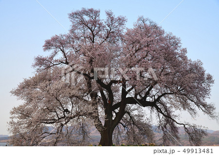 わに塚のさくら　一本桜 49913481