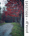 green trees and road in the forest 49913545