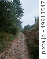 green trees and road in the forest 49913547