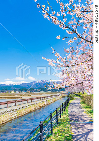 日本の春　富山県入善町 黒部川堤防桜堤の桜並木 49913579