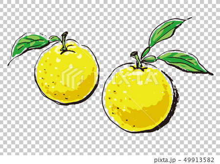 イラスト 6 柚子のイラスト素材
