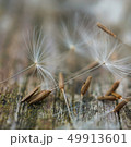 dandelion flower platn in springtime 49913601