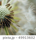 dandelion flower platn in springtime 49913602
