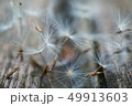 dandelion flower platn in springtime 49913603
