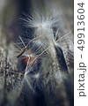 dandelion flower platn in springtime 49913604