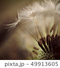dandelion flower platn in springtime 49913605
