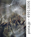 dandelion flower platn in springtime 49913606