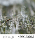 dandelion flower platn in springtime 49913608