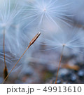 dandelion flower platn in springtime 49913610