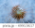 dandelion flower platn in springtime 49913617