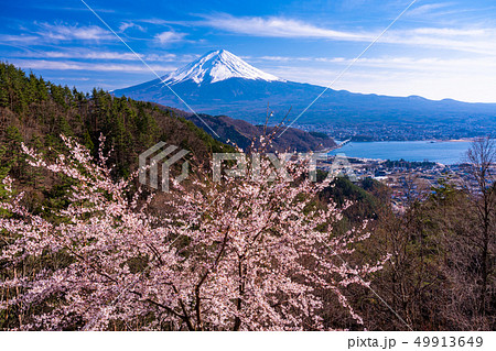 （山梨県）桜咲く、御坂山系から望む富士山 49913649