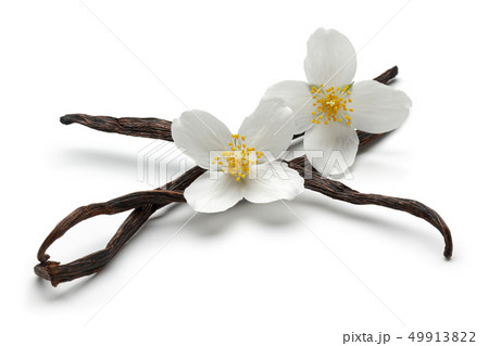 Vanilla sticks with jasmine flowers isolated 49913822