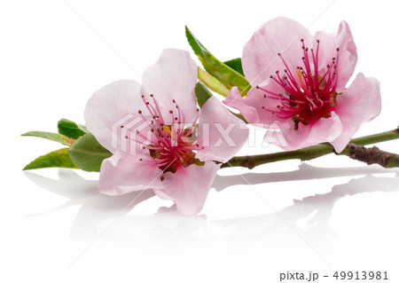 Almond flowers with leaves isolated on white Almond flowers with leaves isolated on white 49913981