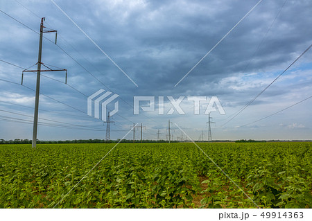 Field of Green Sunflowers and Power Lines 49914363