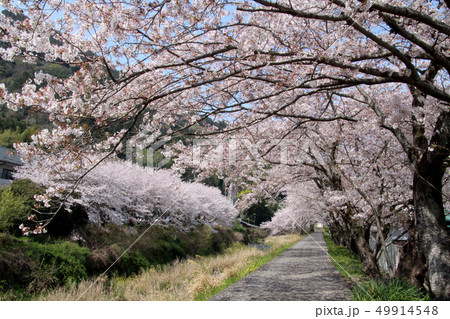 勝浦町の桜 49914548