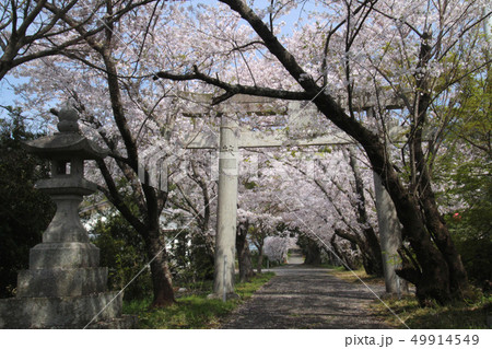 神社の桜 49914549