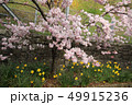 曙桜と水仙 49915236