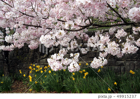 曙桜と水仙 49915237