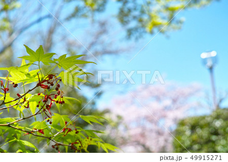 若葉の頃　　モミジ　エコイメージ 49915271