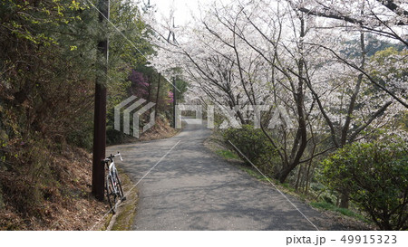 岩城島　積善山　桜　しまなみ海道　ロードバイク 49915323