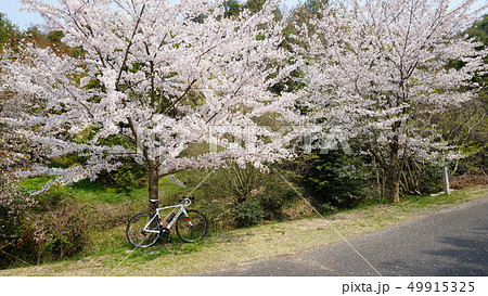 岩城島　積善山　桜　しまなみ海道　ロードバイク 49915325